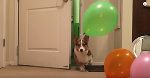 Corgi Has Best Reaction To His Surprise Birthday Party