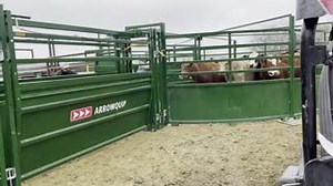 Cattle handling is as easy as can be with Easy Flow Alleys and the BudFlow Cattle Tub. Most important of all when working cattle, "just take your time." 🎥: Buzbee Feed & Seed #cattlehandling #cattleequipment #cattlechute #squeezechute #86series #cattlehandlingequipment #cattlehandlingsystem #cattletub #budflow #cattlealley #arrowquip #ranchlife #farmlife #ranching #cattleranching | Arrowquip