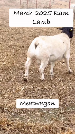March 2025 Ram Lamb has consistently continue to put on muscle and pounds while being turned in with ewes on pasture. #bluestemdorpers #fullblooddorpers #showdorpers #oklahomasheep | Bluestem Dorpers