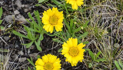 This endangered wildflower only grows naturally in Ohio. And it's in bloom. Here's where