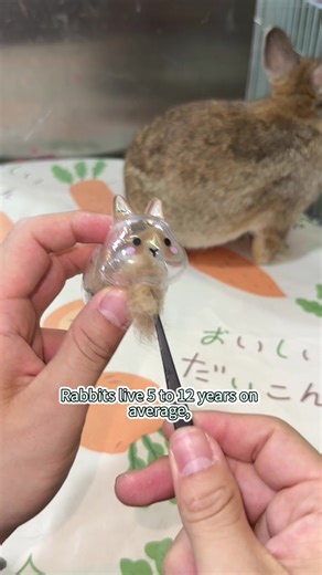 #rabbit #rabbits