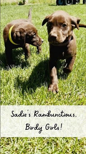Fun-Loving Chocolate Lab Puppies! (Sadie's Girls)