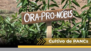 12K views · 209 reactions |  Família de Ouro Verde inova e produz...