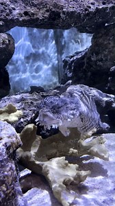 16K views · 72 reactions | It might not look very fast, but the oyster toadfish (Opsanus tau) has the fastest twitching muscles of any vertebrate, contracting up to 300 times per second! These muscles are used to produce sounds, such as a foghorn-like mating call, and to maintain buoyancy. 磊 #florida #aquarium #floridakeys #keywest #KeyWestAquarium #funnyanimals #animalovers #aquariumfish #keywestaquarium #speed #fish #fast #toadfish #toadfishoutfitters | Key West Aquarium | Facebook