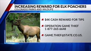 CPW increases reward for information on bull elk poaching
