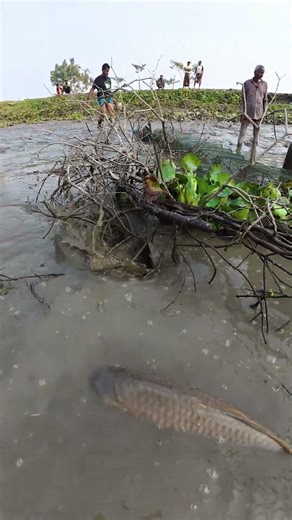 Amazing Primitive Fishing Skills | Incredible Muddy Water Fish Catch #fishing #fish #bigfish
