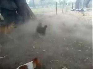 Rooster attacks and kills Hawk that was trying to grab a Hen