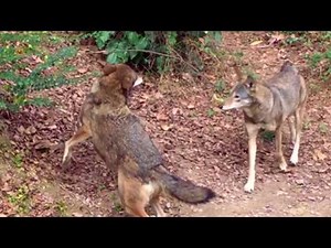 Running Red Wolves