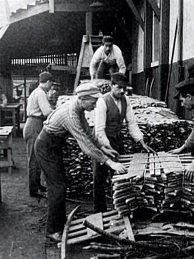 Stacking wood and dried Cod . Pic to A.I. Vid . 1902 . Bowring Brothers . St. John's NL.