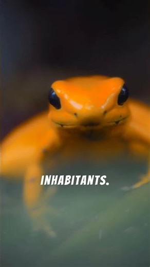 Exploring the Wonders of Wildlife: Frogs