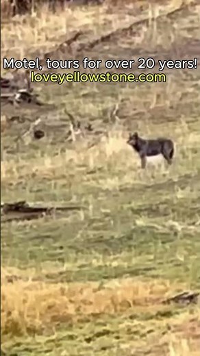 A Lone Wolf Floats Across The Yellowstone Prairie! #wildlife #nature