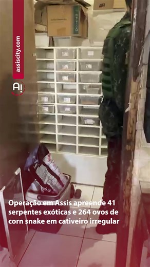 Na manhã desta quarta-feira, 14 de janeiro, uma operação conjunta da Polícia Militar Ambiental e da Polícia Civil resultou na apreensão de 41 serpentes exóticas da espécie corn snake e 264 ovos mantidos em incubadora artesanal em um imóvel no município de Assis. #assiscity #apreensão #políciamilitarambiental #policiacivil
