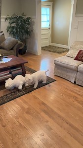 Piper and Pickles love the ball launcher and are getting really good at catching the ball ❤️ | The Piper Chronicles