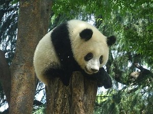 dissolved gases and pressure notes Flashcards