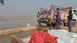 #foryou #islamic_video #foryoupageofficiall #fishforming #business