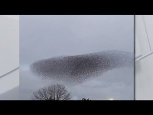 Birds flock in mesmerizing swarm