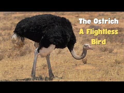 Discover the Fascinating World of Ostriches: 11 Incredible Facts.