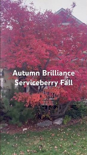 Autumn Brilliance Serviceberry in full fall color