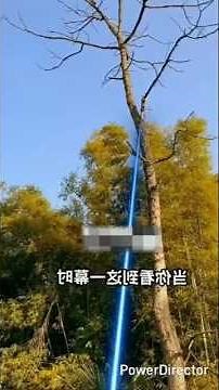 Tree Cutting Laser #lasercutting #treecutting #woodworking