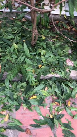 Ae đến đâu rồi#tết2026