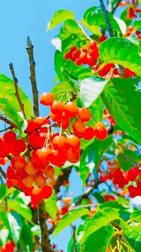 Summer Cherries 🍒 #shorts #trending #viral