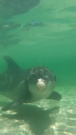 Someone was feeling curious 💙 #gopro #goproaustralia #dolphin #marinelife #oceanlife #ocean