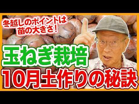 家庭菜園や農園の玉ねぎ栽培で10月土作りの秘訣！苗の大きさが冬越しポイントになる玉ねぎの育て方！【農家直伝】