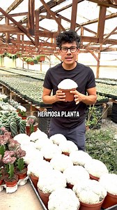 ¡Hoy toca presumir la increíble Mammillaria plumosa! 🌵🇲🇽 Endémica de México, su crecimiento en colonias la hace parecer un cúmulo de plumas. 🪶✨ Estas bellezas ya están rebasando su maceta de 6in con sus hijitos. ¿Tienes alguna duda sobre esta maravilla natural? 🌿 #MammillariaPlumosa #CactusMexicano #PlantasExóticas | Tia Juana's Plants