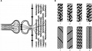 ELECTRIC RESONANCE IN MICROTUBULES | The Road to Reality