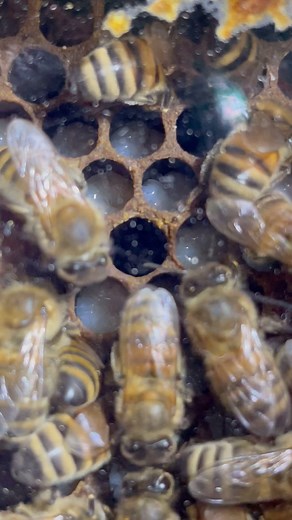 23 reactions | The bees are busy raising new bees! Honeybee eggs hatch after 3 days and they spend about 6 days as a very hungry larvae! #honeybees #bees #insects #hive #museums | Museum of Natural History | Facebook