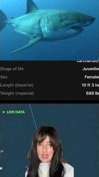 🦈 TRACKING WHITE SHARK MOVEMENT