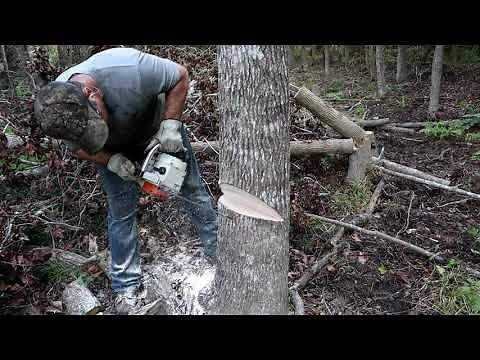 Ultimate Arborist Stihl Chainsaw 020 AV Tested!