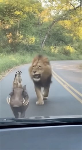 The Lion King, Timon and Pumbaa #lionking #timonandpumbaa #naturewonders