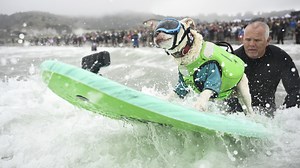 Who's the top dog? Wave-riding canines compete in the World Dog Surfing Championships