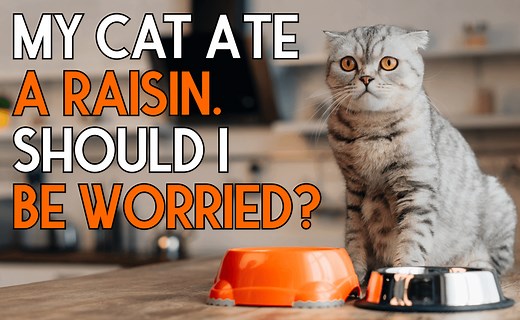 My Cat Ate a Raisin. Should I Be Worried? - CatWiki