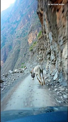 Donkey Falling Down Funny Video | 4K Nature Wind