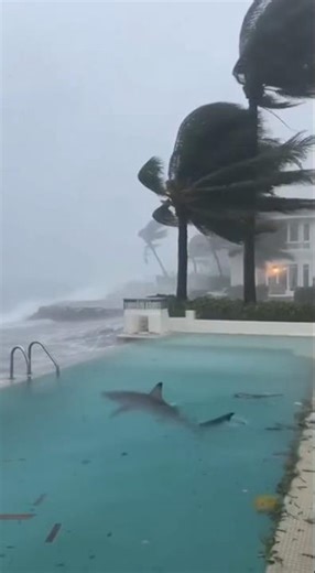 After Hurricane Melissa — Sharks Found in People’s Pools! 😱🌪️🐋