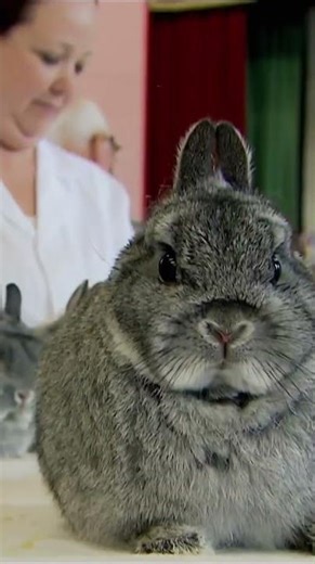 Best Bunny Competition 🐰🏆 | World's Weirdest Pets Compilation | ‪@natgeokids‬