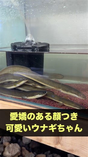 ウナギ（東京都江戸川区一之江）【お魚の保護施設/セカンドアクア】#出張引取 #全国郵送引取 #保護 #観賞魚