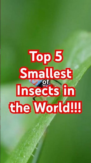 Top 5 Smallest Insects in the World!!