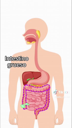 Sistema Digestivo: Funcionamiento y Anatomía del Intestino Delgado y Grueso