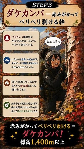 登山道でよく見る木の見分け方3選【ブナ・カラマツ・ダケカンバ】触るだけで一発でわかる #登山 #樹木