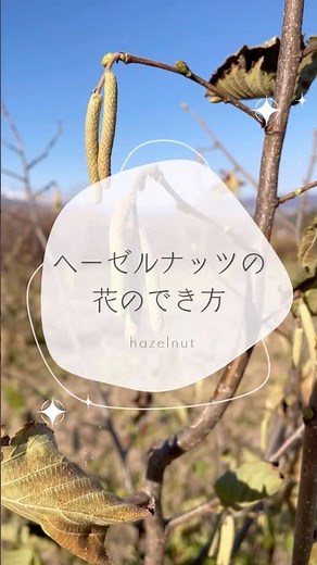ヘーゼルナッツの花のでき方 #ブルーベリーの森あづみの #ヘーゼルナッツ栽培 #ピエモンテ産ヘーゼルナッツ