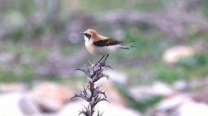 Good morning #Birds & #Nature! Western black-eared wheatear singing (Oenanthe hispanica) Palearctic, Northwest Africa, Portugal, Southern Europe, Iran. | BIRDS & Nature