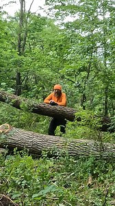 I explain a little bit about Walnut trees and the differnece in techniques when cutting them. How fragile and valuable they are | Boys In The Woods