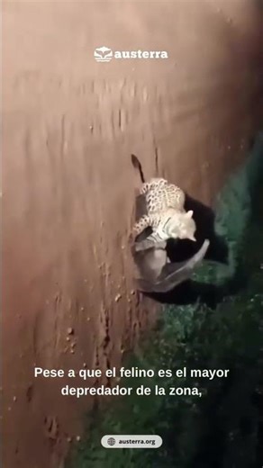 Impresionante encuentro entre un Oso hormiguero gigante y un jaguar 💥🐆✨