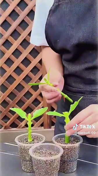 【カランコエ】古株は卒業！花を倍にする若返り術 #ライフハック #園芸 #挿し木 #観葉植物 #葉挿し #カランコエ #多肉植物 #PlantTips #plantlover #propagatingplants