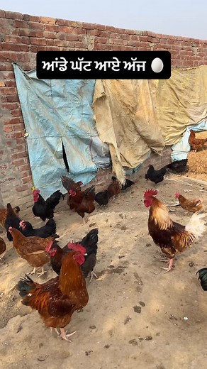 167K views · 29K reactions | Follow. . . . #hen #egg #eggs #farm #farming #poultry #poultryofinstagram #like #follow #new #daily #info #motivation #knowledge #fun #funny #punjab #uk #usa #canada #youtube #instagood #viralvideos #viral #reels #jattlife #maruti #short #majhail礪 | Gurpreetsidhuvlogs | Facebook