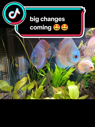 What would you do? 🤓🙏 🤩🤩 The rack is almost up so that means over the next week or two this tank will be coming down 😭😭😭 we have big plans for a fresh look and additional tank mates so watch this space! #aquariumfish #fish #fishtank #acuario #plant