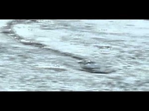 The Iceland Worm Monster (Lagarfljóts Worm) Caught on Camera[Original]